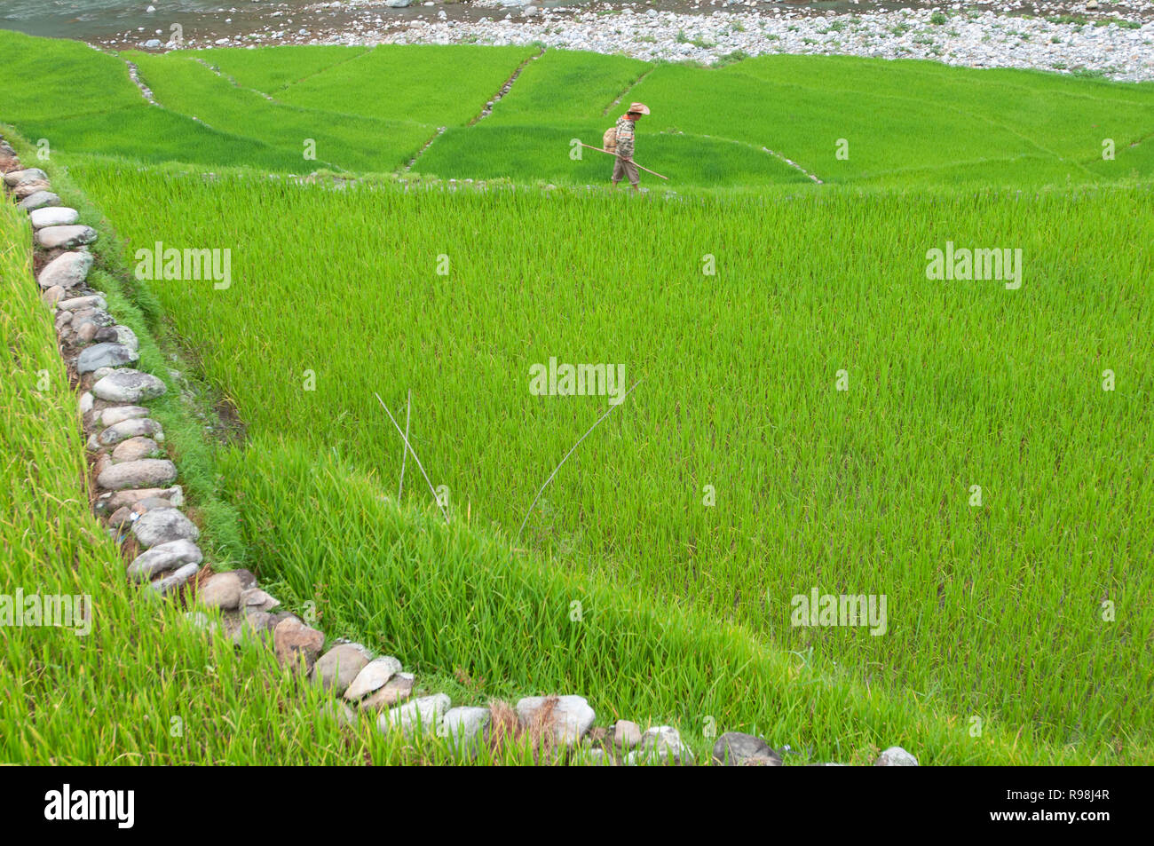 Farmer walking at Bontoc Rice Terraces, Mountain Region, Luzon, Philippines, Asia, South Asia Stock Photo
