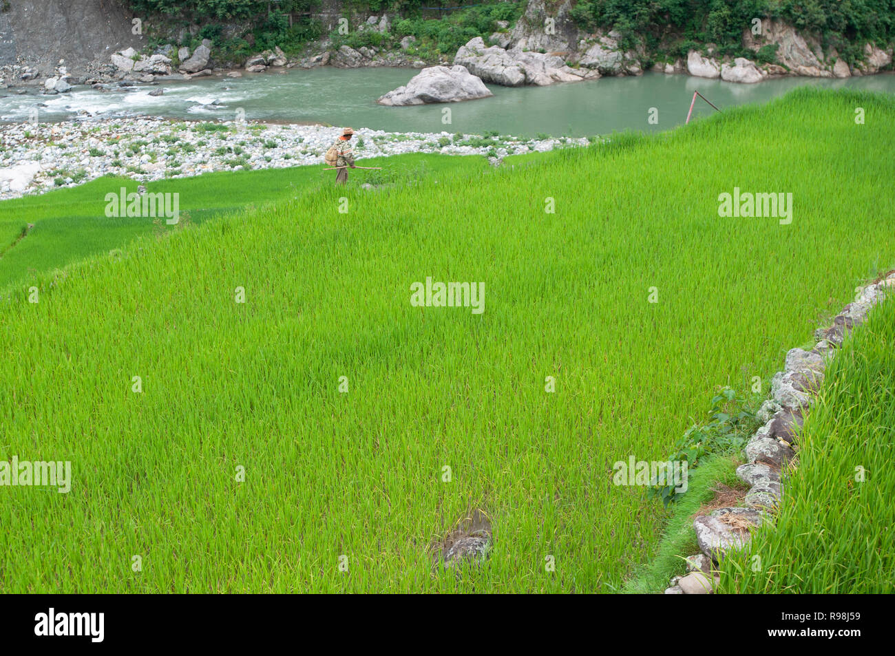 Farmer walking at Bontoc Rice Terraces, Mountain Region, Luzon ...