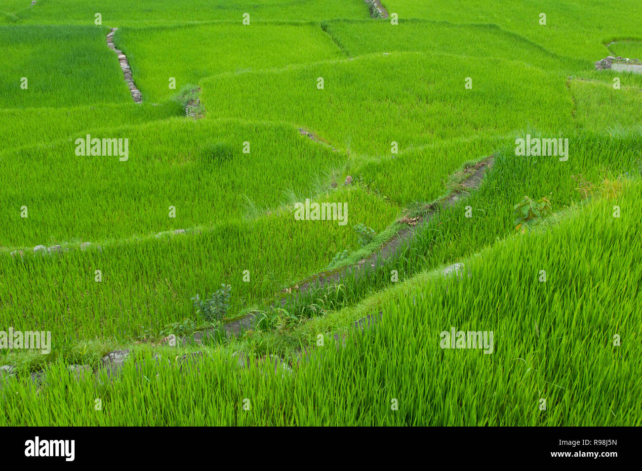 Bontoc Rice Terraces, Mountain Region, Luzon, Philippines, Asia, South ...