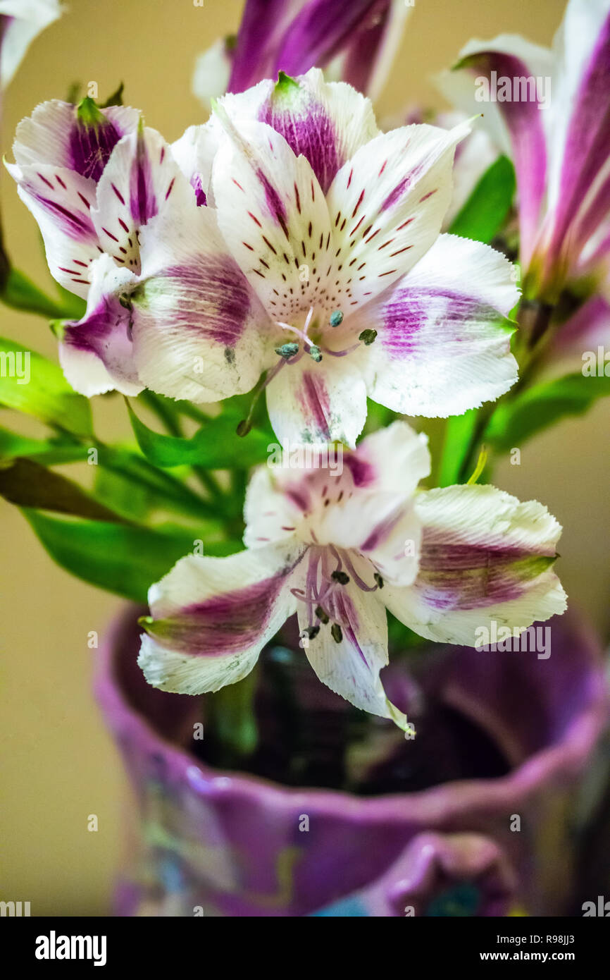 A closeup shot of purple and white lilies Stock Photo - Alamy
