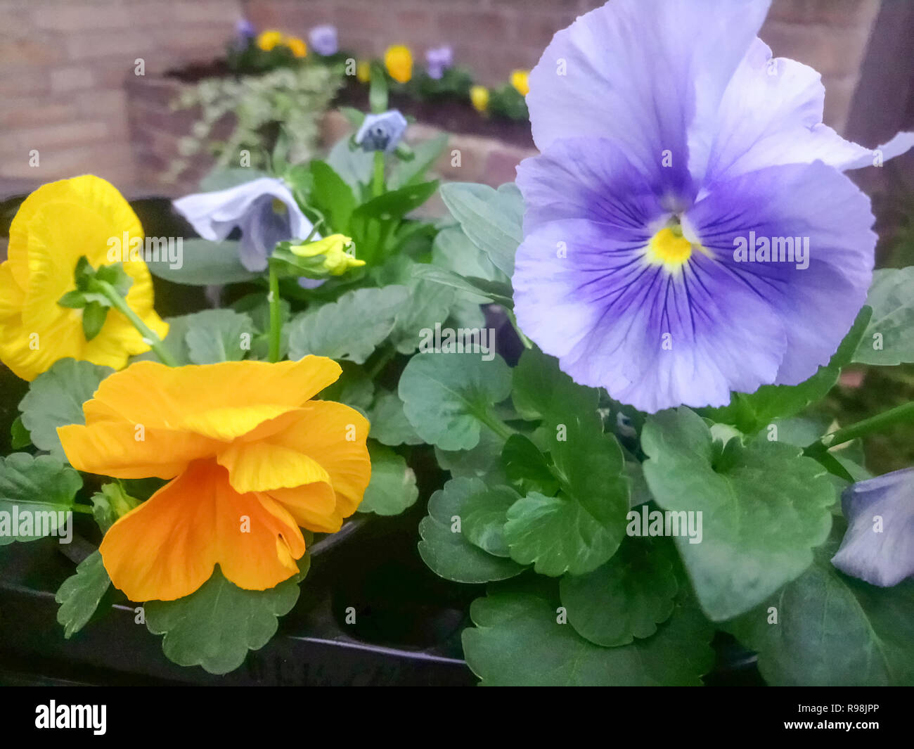 Flowering pansies with complementary colors. Yellow and blue go well together. Stock Photo