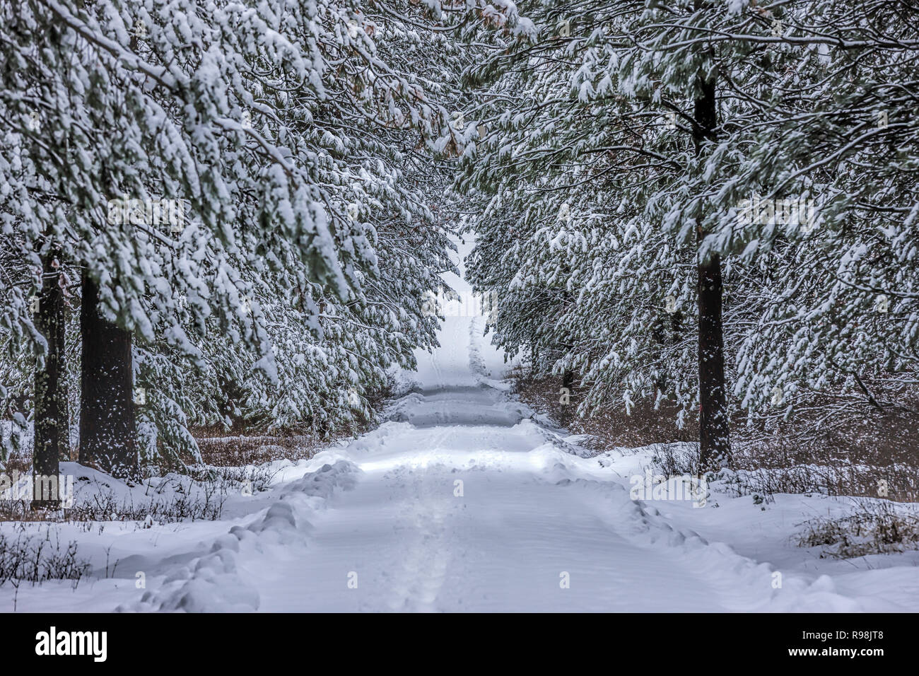 A snow covered lane going through a tunnel of trees near Rathdrum, Idaho. Stock Photo