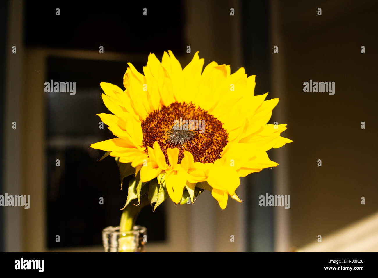 Medium closeup of a fresh sunflower framed by a beautiful sunrise Stock Photo