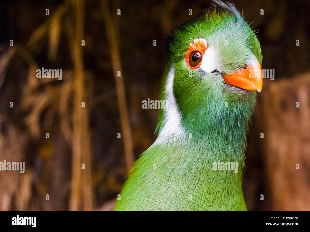 funny white cheeked turaco with his head in closeup, a colorful green bird from africa. Stock Photo