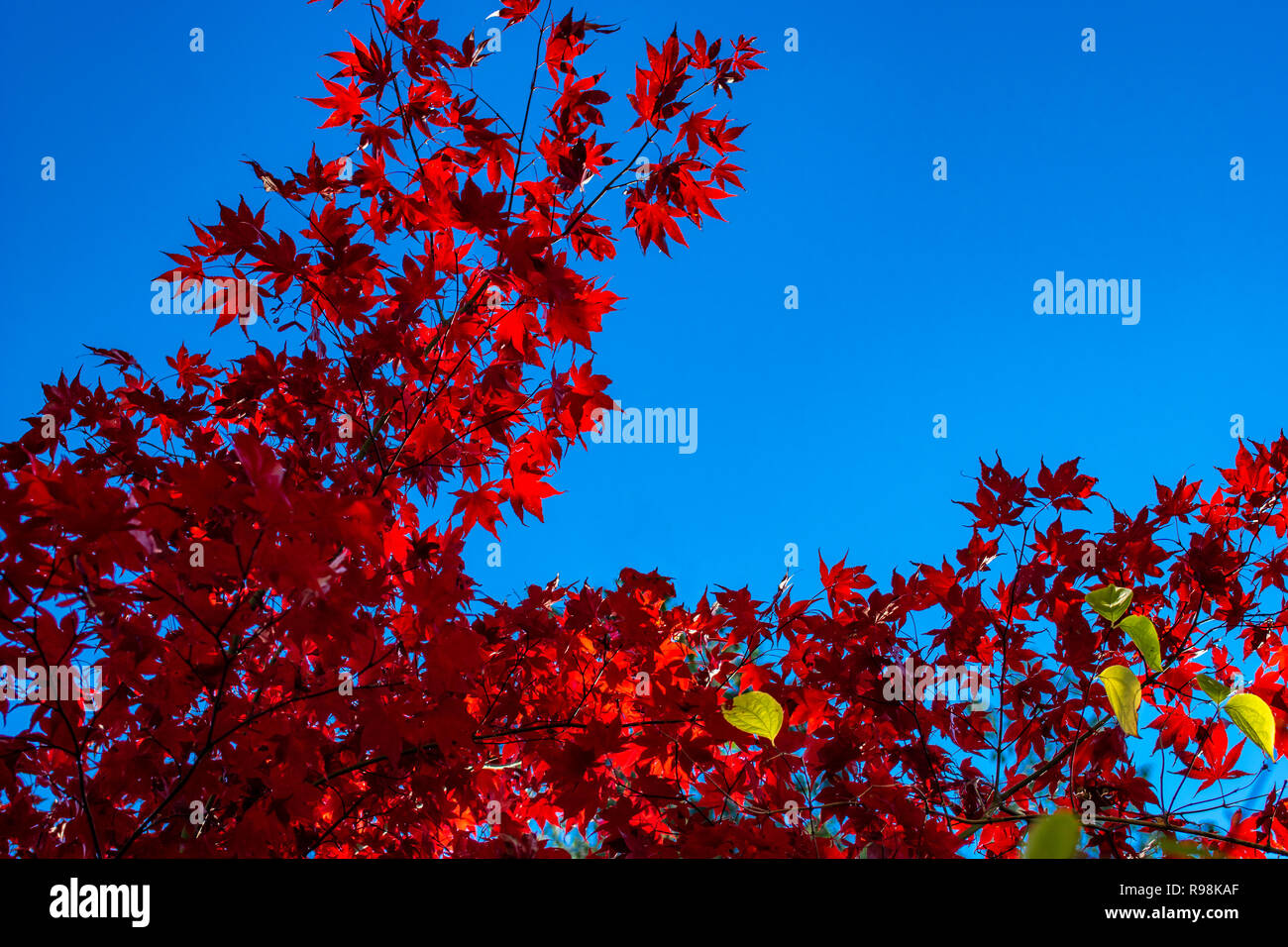 Maple (acer) in autumn with gorgeous red foliage and a dark blue sky as background Stock Photo