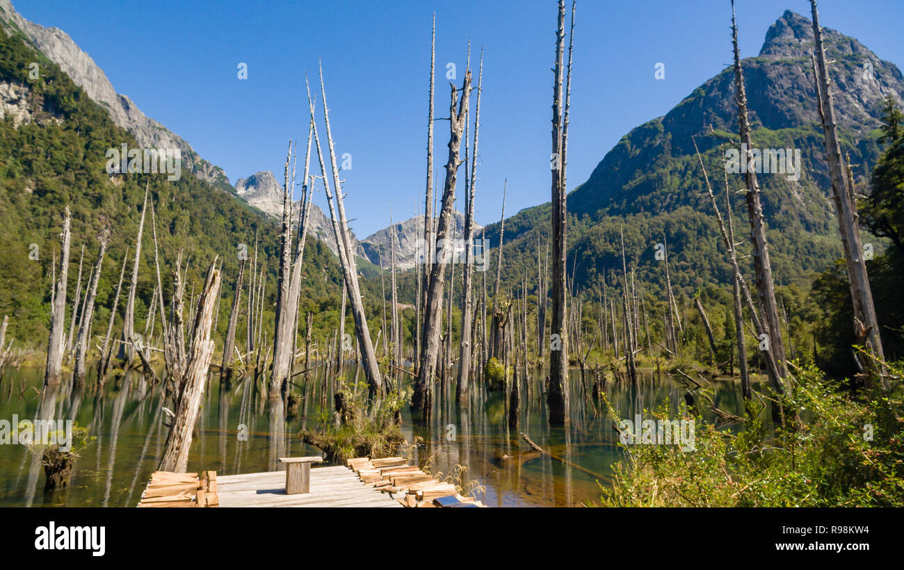 group of dead larches in the Alerces lagoon inside the Tagua Tagua park, mountains in the background Stock Photo