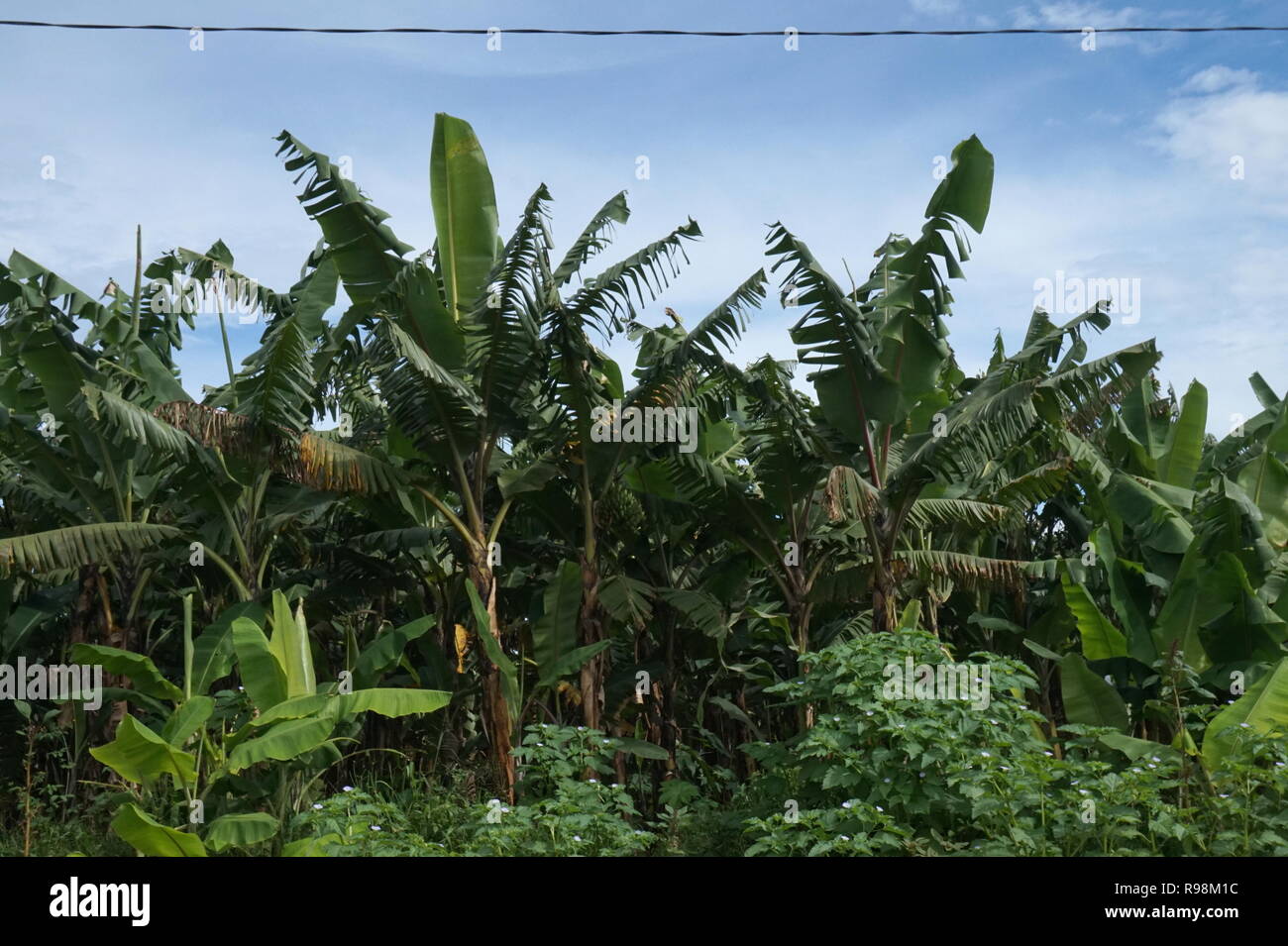 Matoke banana crop on a farm in Uganda Stock Photo Alamy