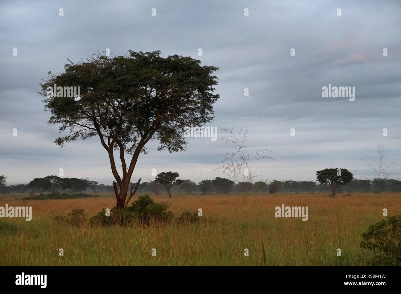 The savannah grassland in Queen Elizabeth National Park, Uganda Stock Photo