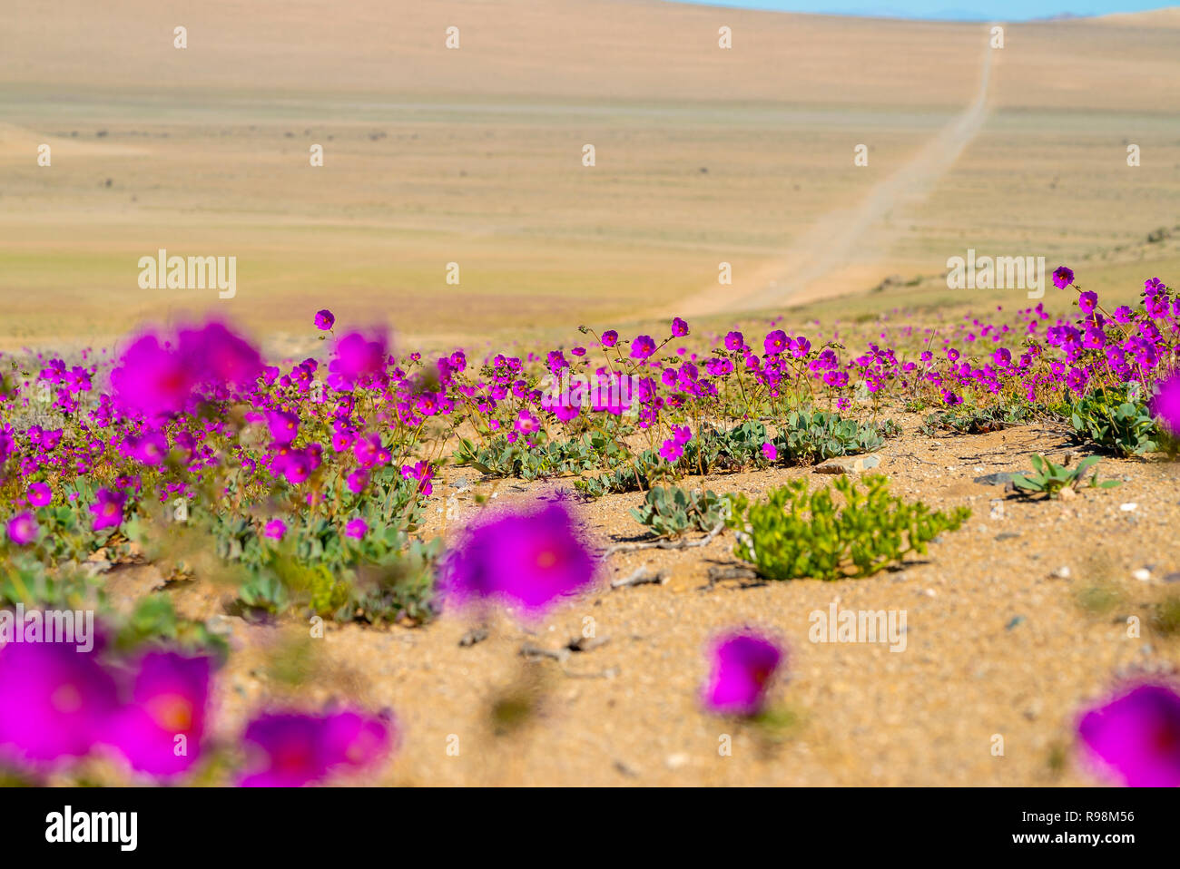 flowers known as guanaco legs flowering in the atacama desert Stock Photo