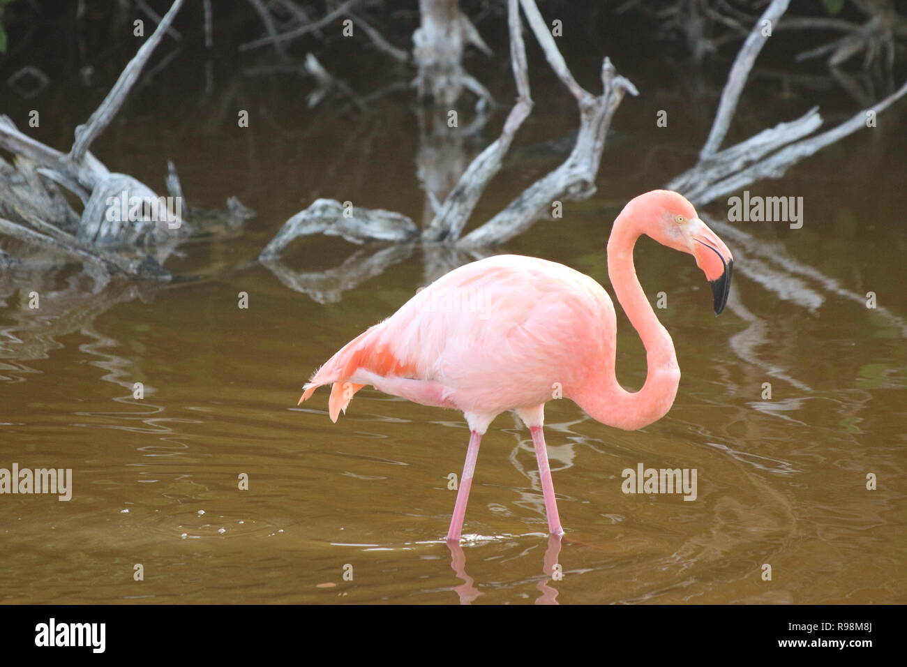 Close up of a pink flamingo walking through a brown water lake on Isabela Island, Galapagos Stock Photo