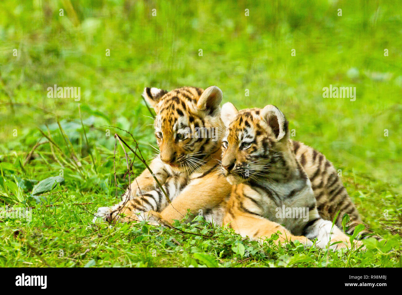 Siberian/Amur Tiger Cubs (Panthera Tigris Altaica) Two Cubs Sitting  Together Stock Photo - Alamy