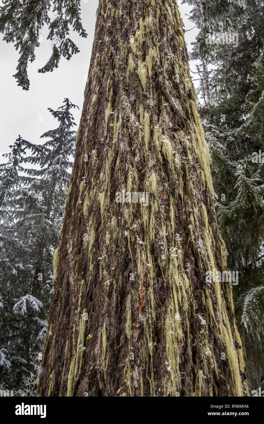 The lichen and moss covered trunk of a Douglas Fir tree in Winter in the central Cascades of Washington State, USA. Stock Photo