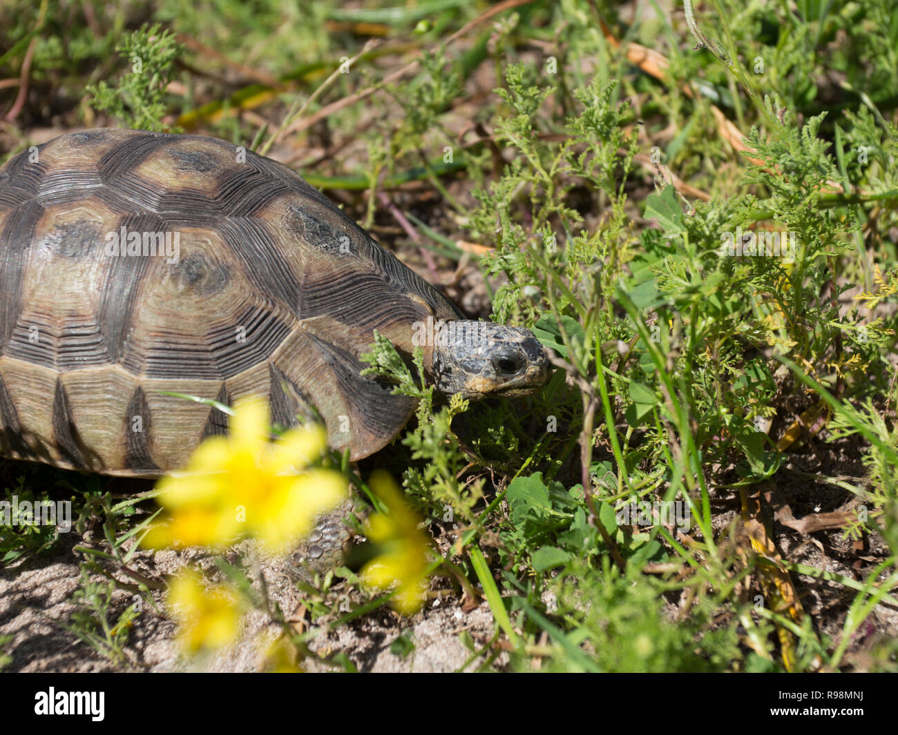A Angulated tortoise in the West Coast National Park South Africa Stock Photo