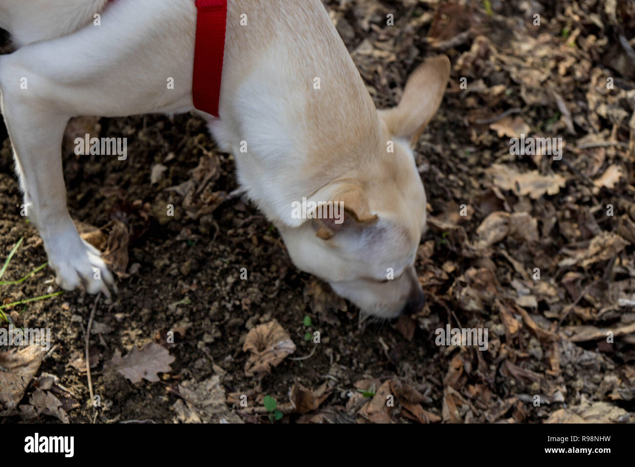 A young truffles dog is looking for truffle in a hazel grove of the