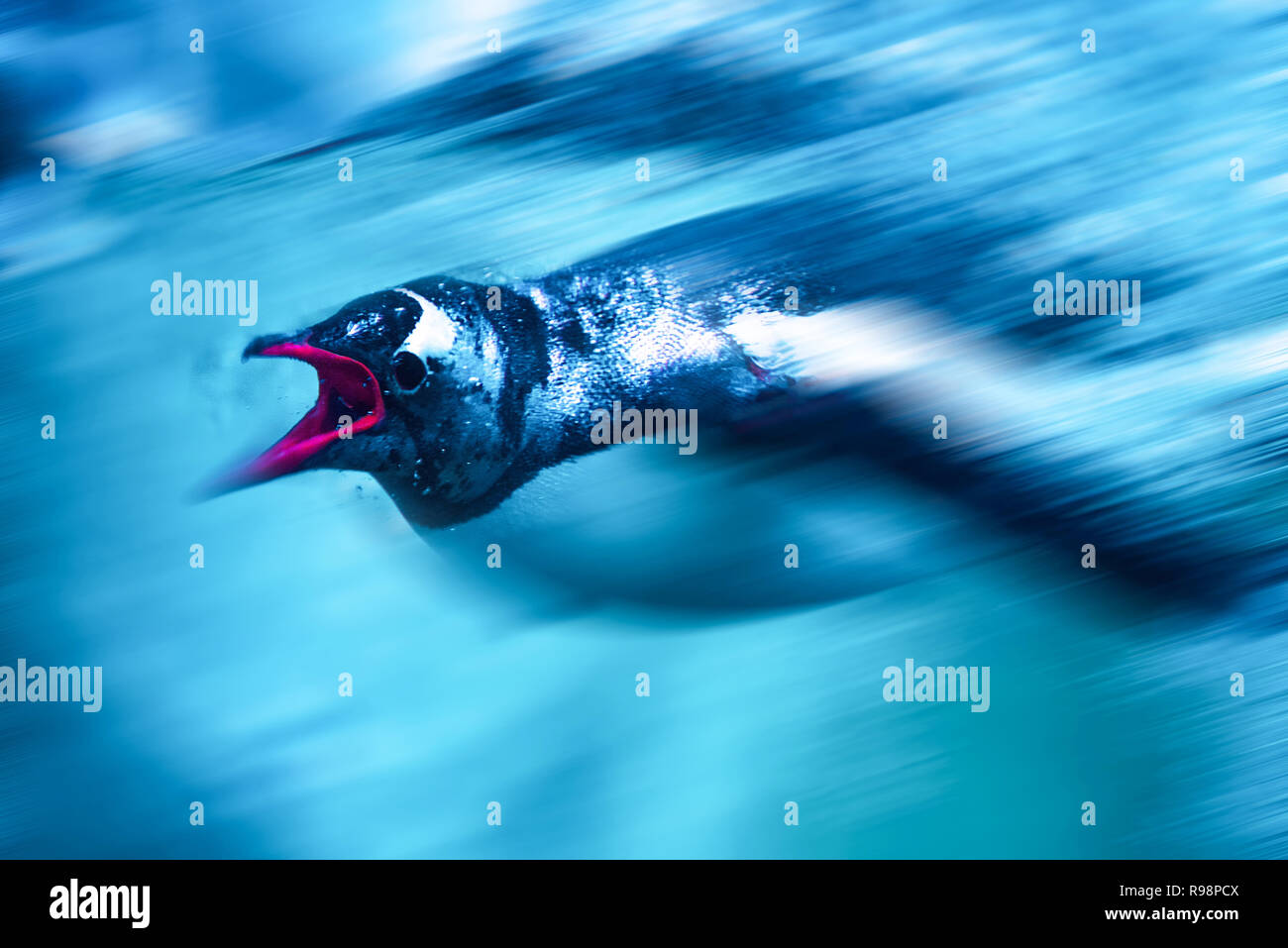Gentoo penguin swim underwater hi-res stock photography and images - Alamy