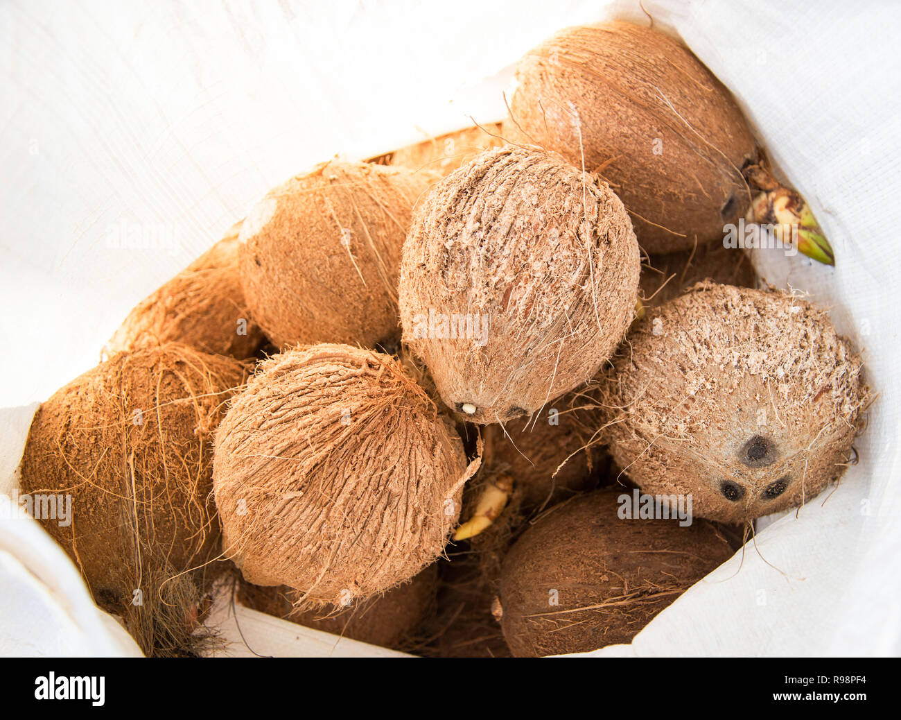 peeled ripe coconut on white bag / brown ripe coconut harvest from palm