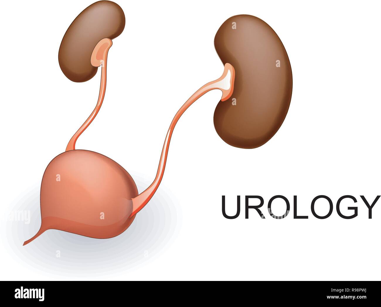 vector illustration of a bladder and kidneys Stock Vector Image & Art ...