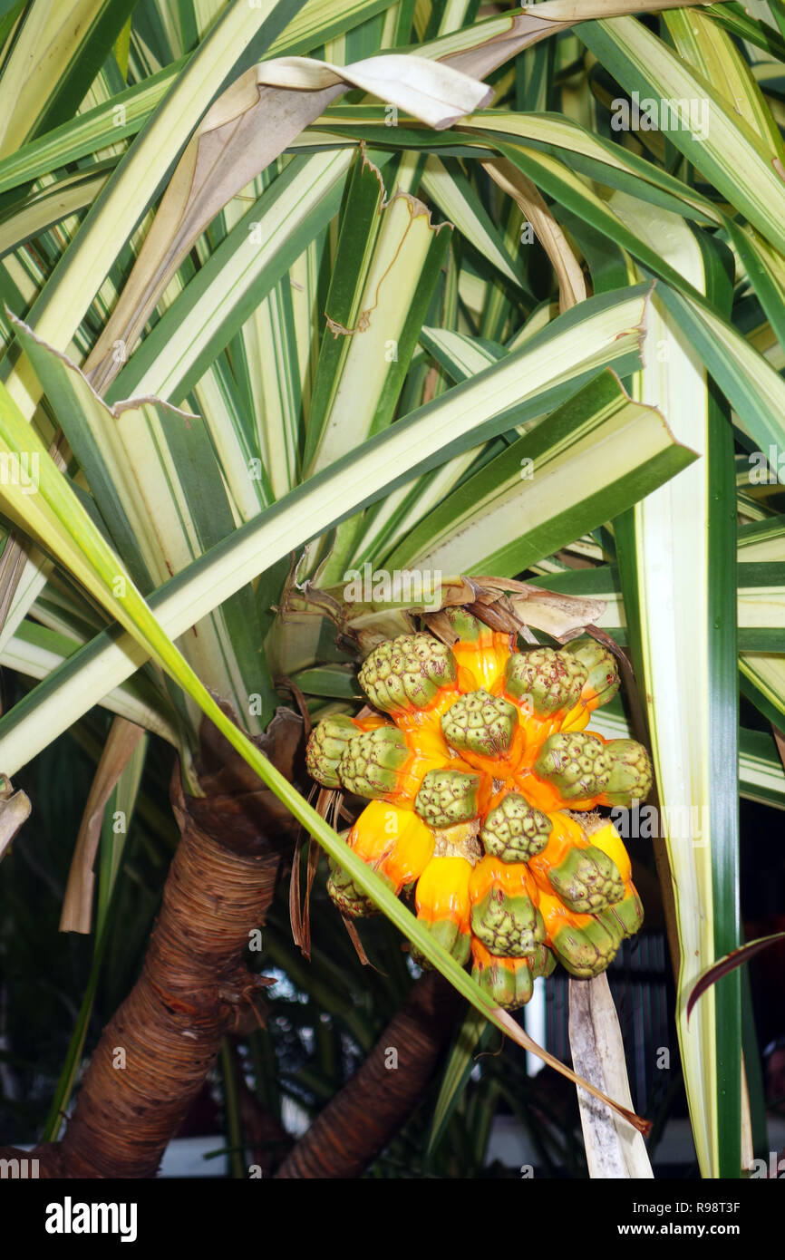 Spectacular orange fruit of the variegated screw pine (Pandanus baptistii), Cairns, Queensland, Australia Stock Photo