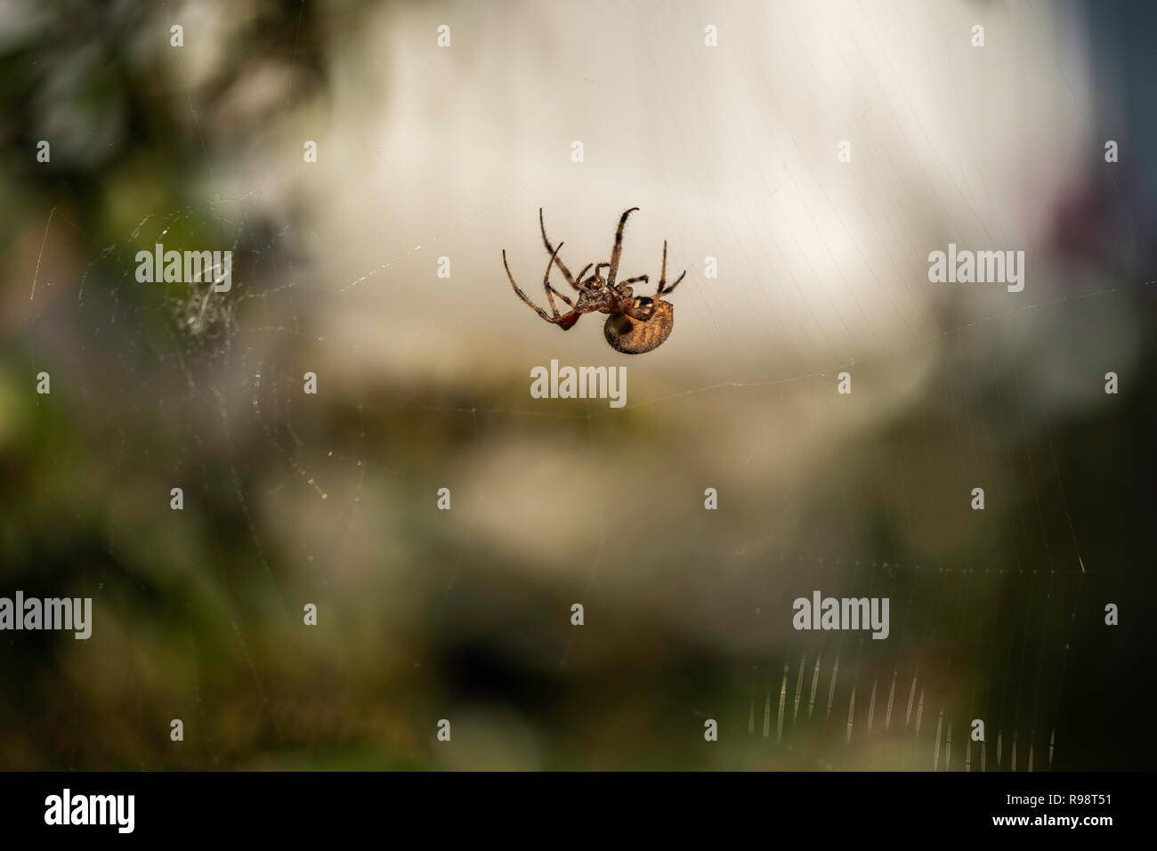 Orb Weaver, Araneus cavaticus, or Charlotte A. Cavatica, as in “Charlotte’s Web” spinning a web in late summer. Wichita, Kansas, USA. Stock Photo
