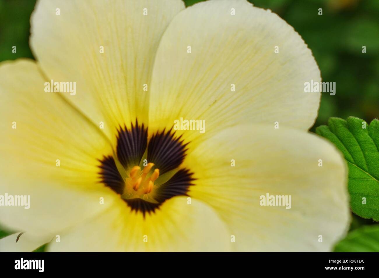 Page 3 8 Oclock High Resolution Stock Photography And Images Alamy Page 3 8 Oclock High Resolution Stock Photography And Images Alamy
