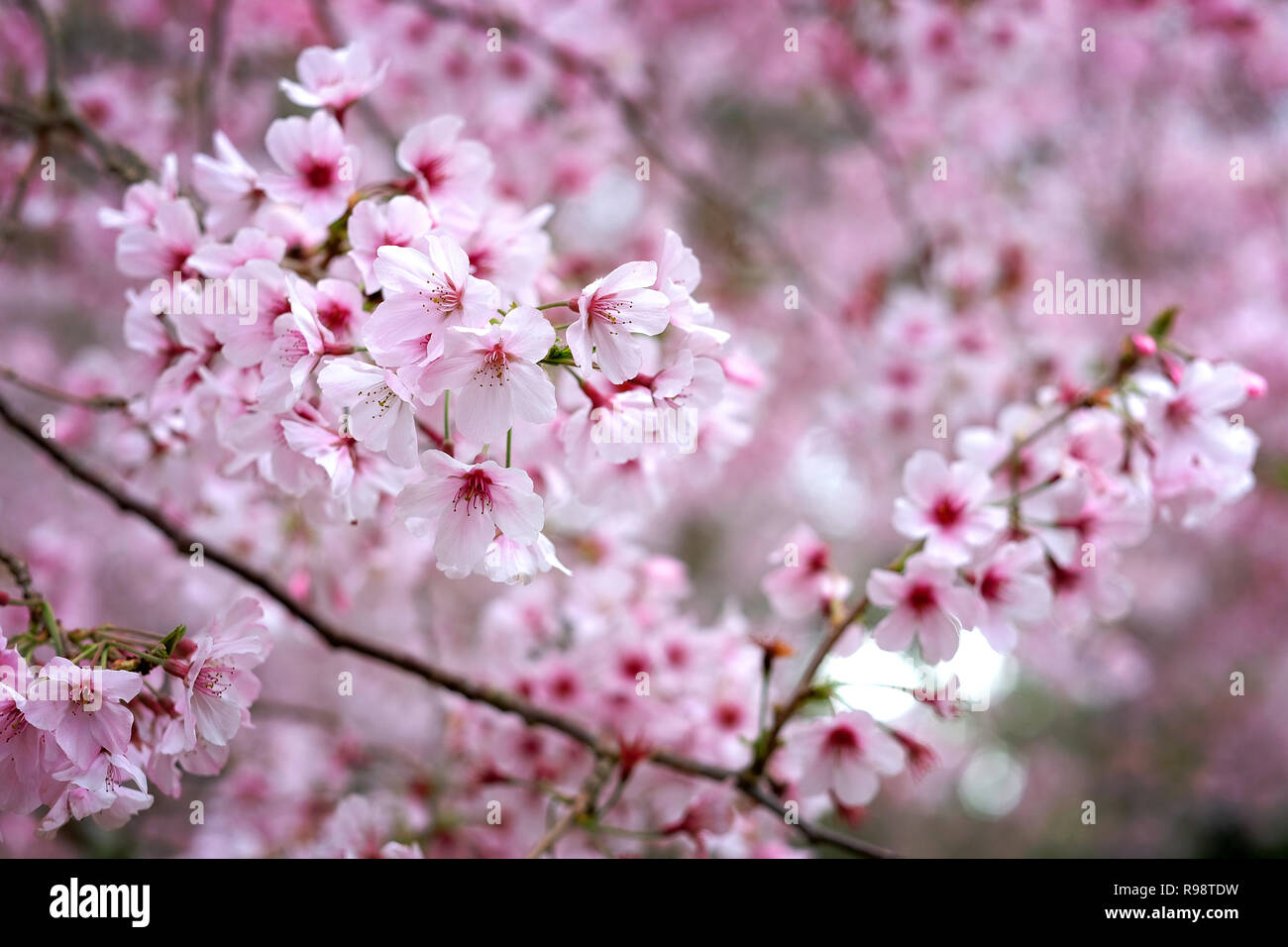 cherry blossom at cornwall park auckland Stock Photo - Alamy