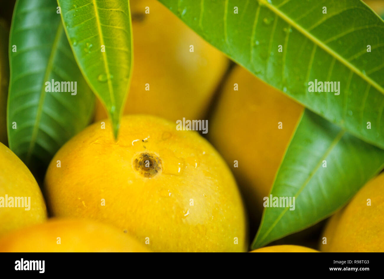 Alphonso mangoes India Stock Photo Alamy