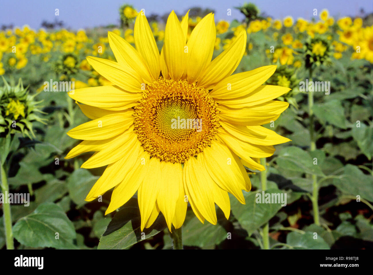 Sunflower growing in fields, Karnataka, India Stock Photo Alamy