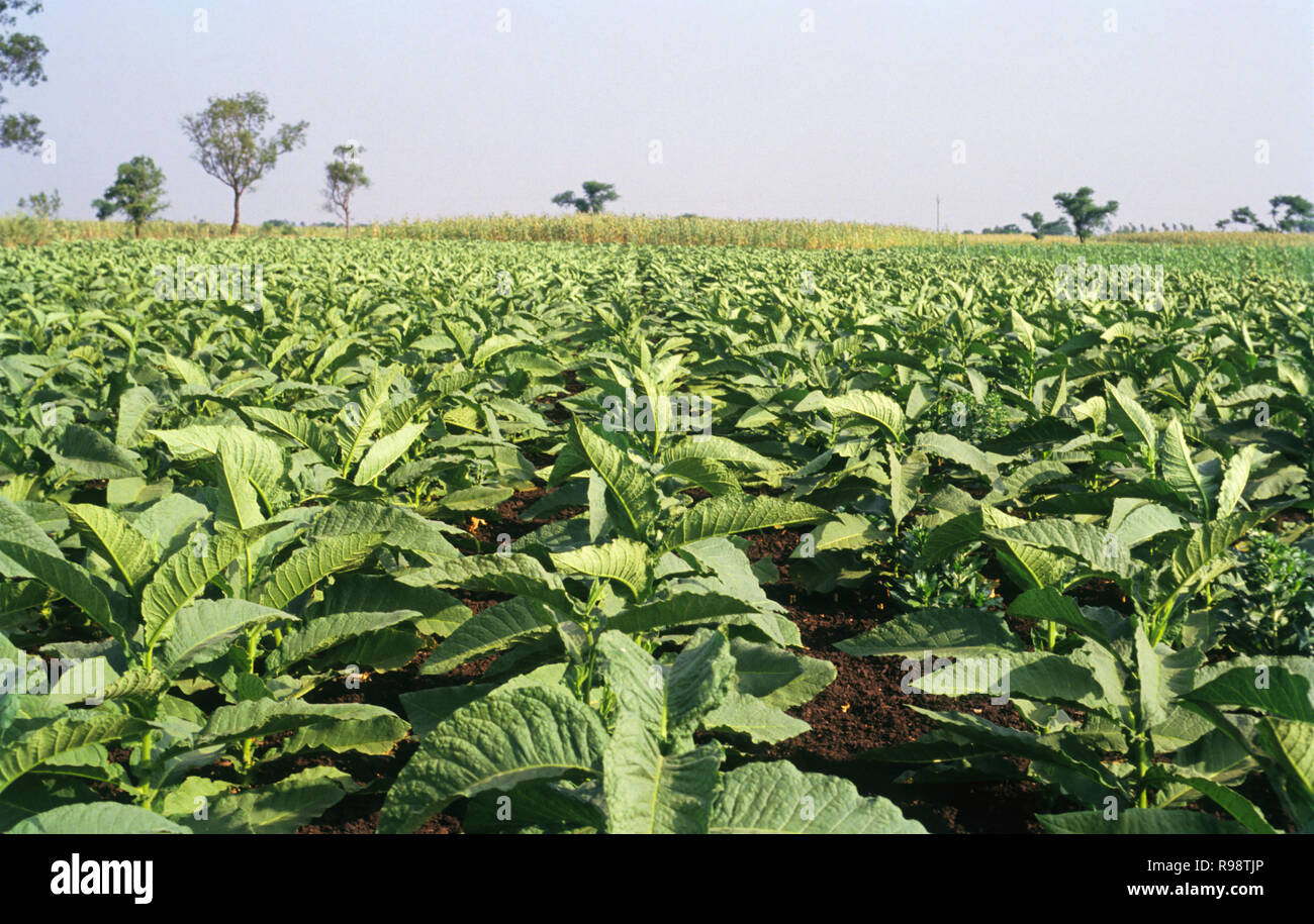 Tobacco crop hires stock photography and images Alamy
