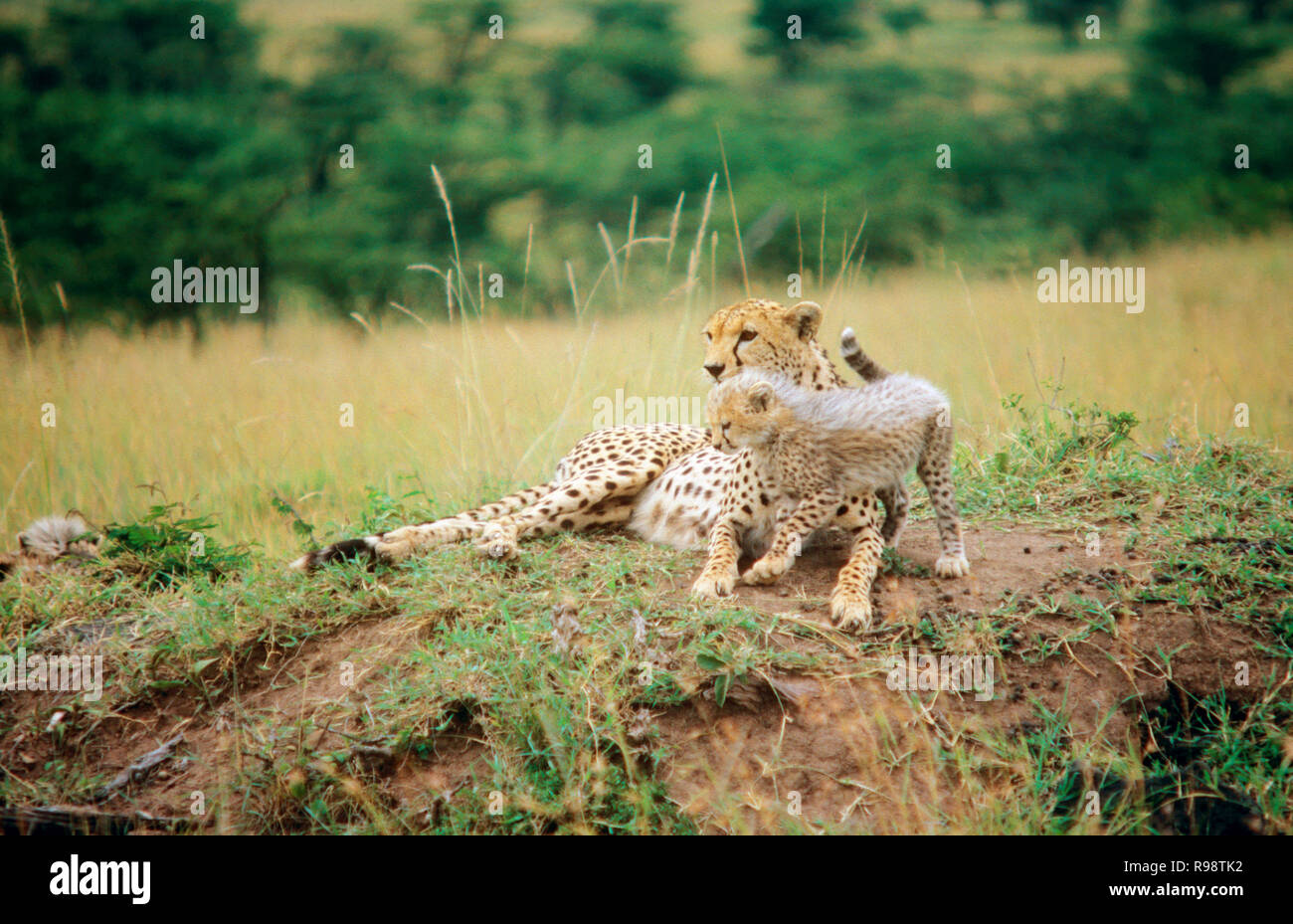 Indian cheetah hires stock photography and images Alamy