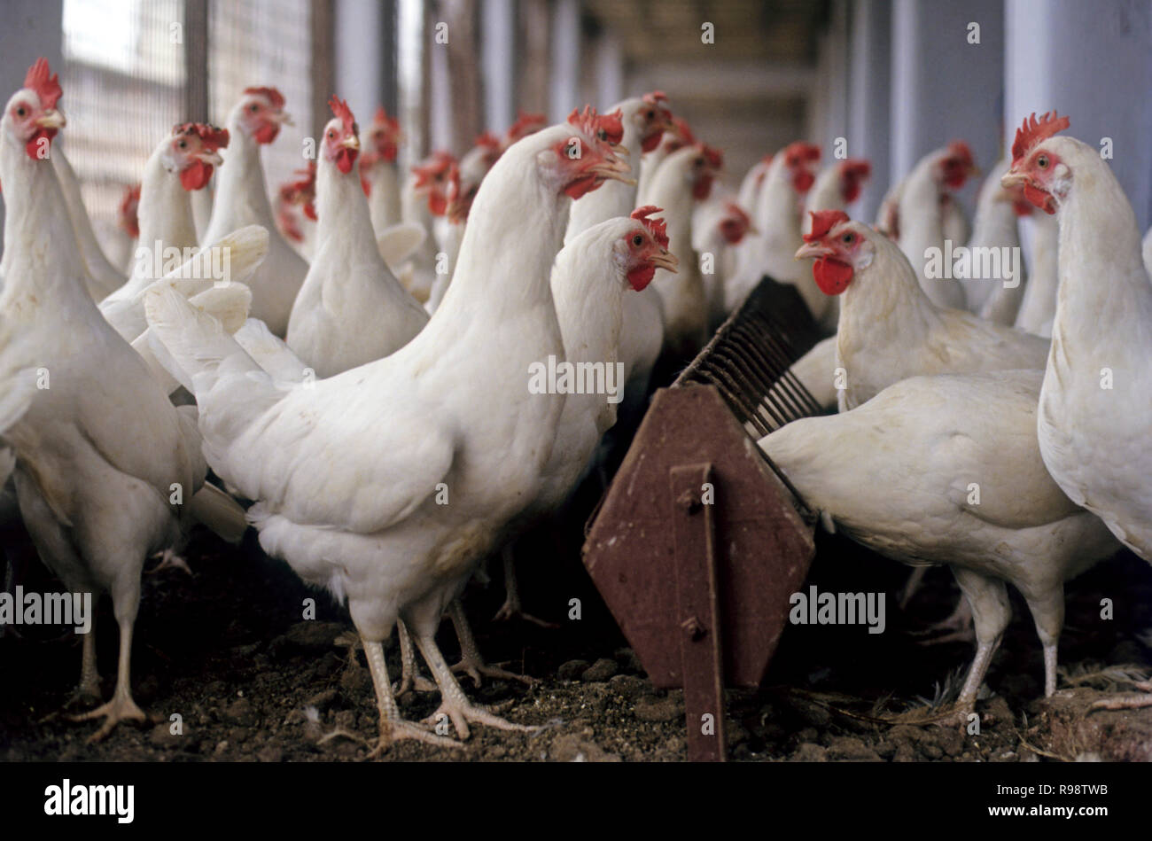 Download Poultry Feed Stock Photos & Poultry Feed Stock Images - Alamy