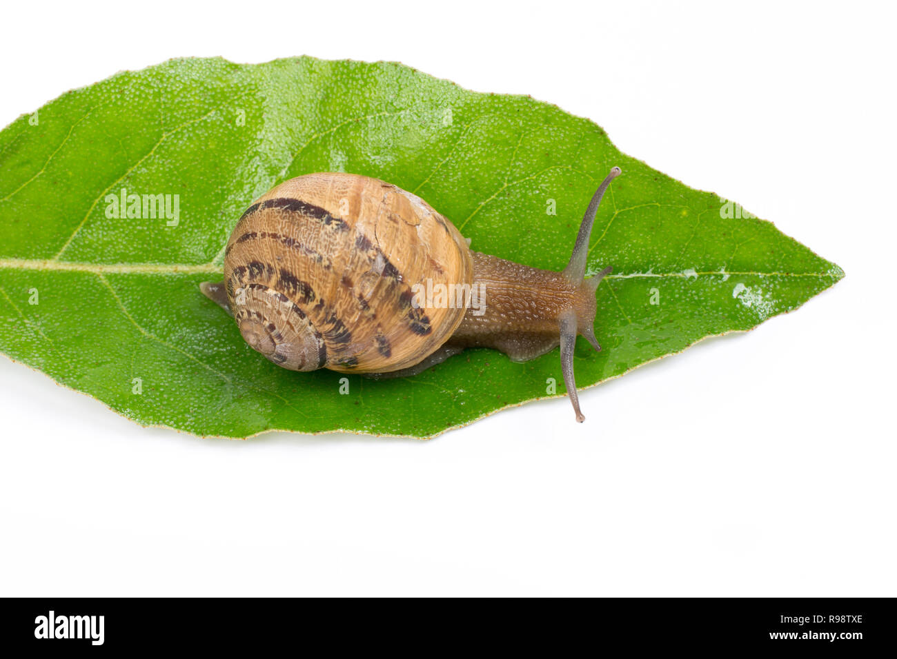Snail on green leaf, isolated in white background Stock Photo - Alamy