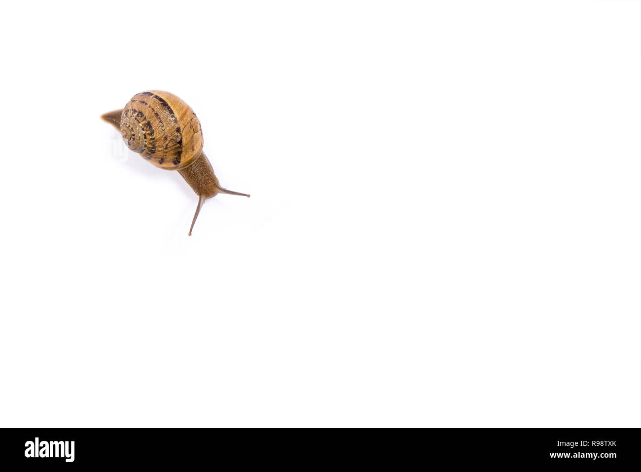 Snail isolated in white background with copy space Stock Photo