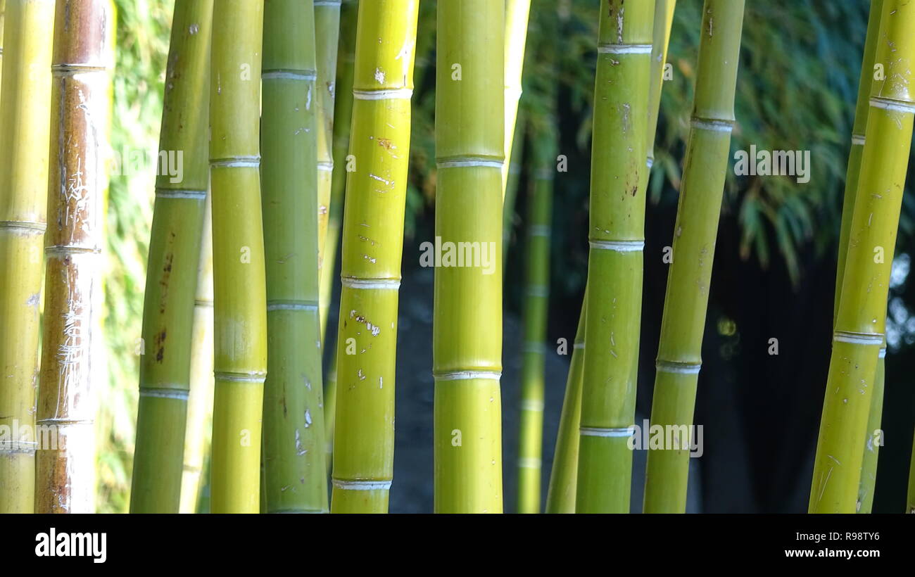 Bamboo grove, bamboo forest natural green background Stock Photo Alamy