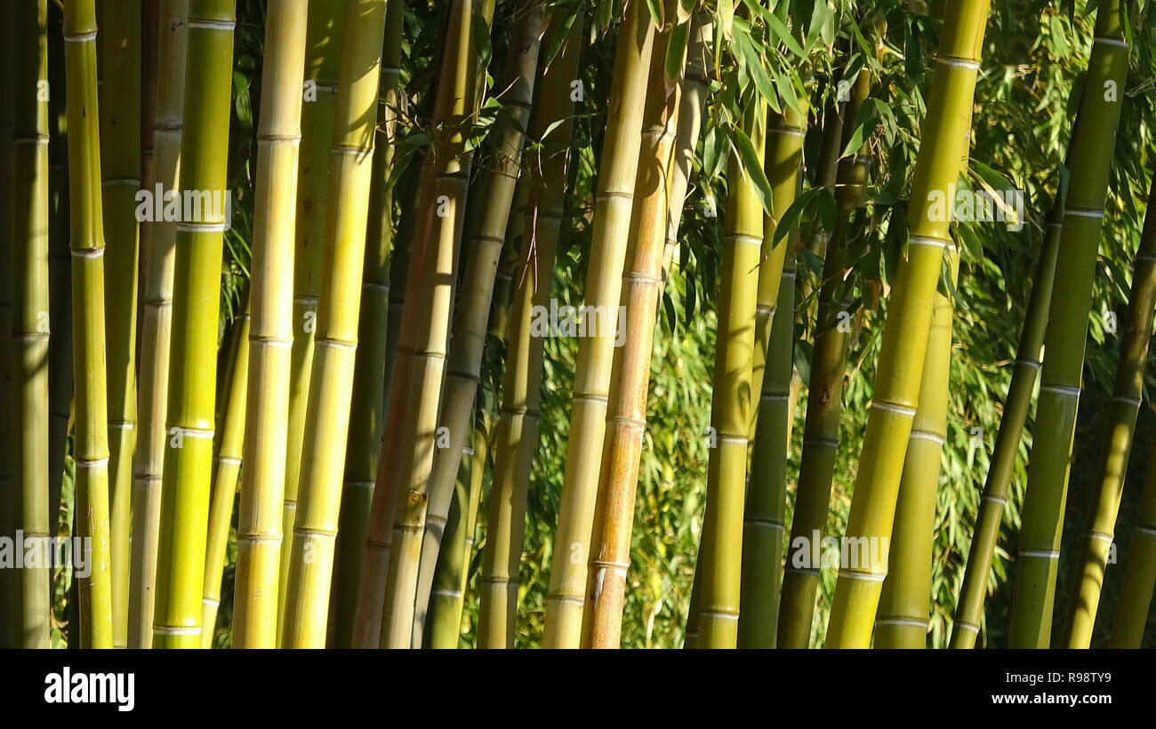 Bamboo grove, bamboo forest natural green background Stock Photo Alamy