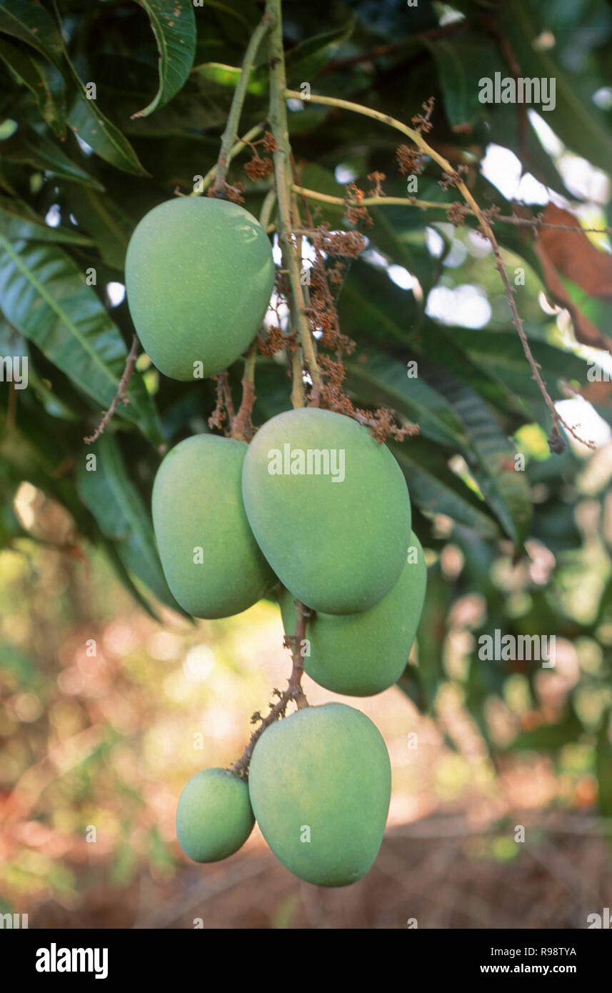 Maharashtra Mangoes High Resolution Stock Photography and Images Alamy
