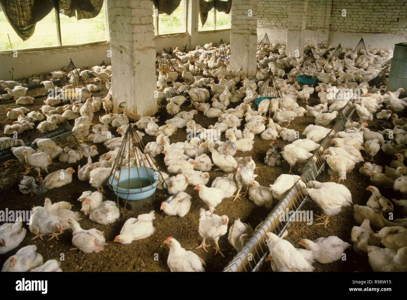 Poultry feed hires stock photography and images Alamy