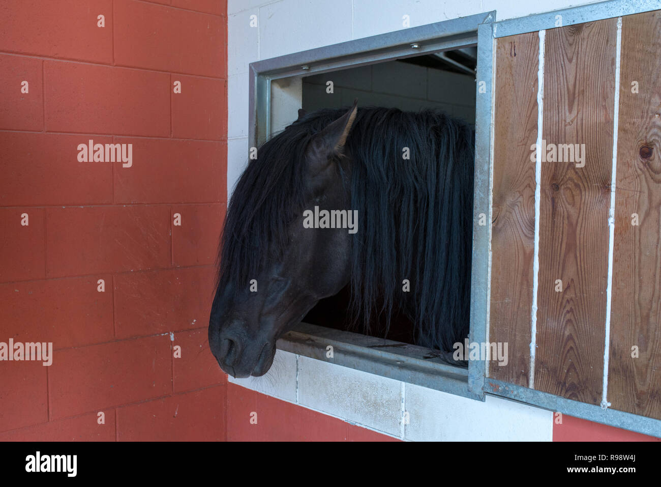 Black horse puts his head out of the window of his stable, farm scenery