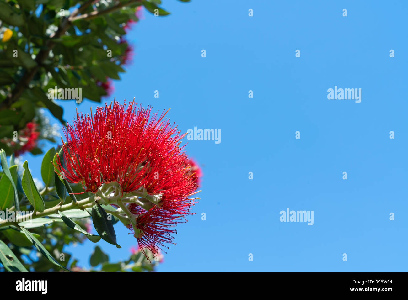 Bright red pohutukawa flower close-up against blue sky Stock Photo