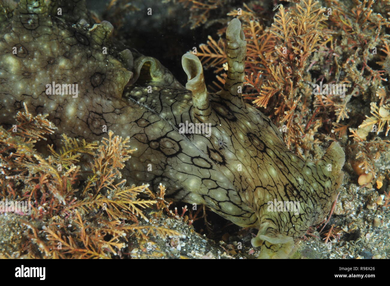Front detail of spotted (variable) sea hare Aplysia dactylomela among short brown algae on flat bottom of coarse sand and boulders. Stock Photo