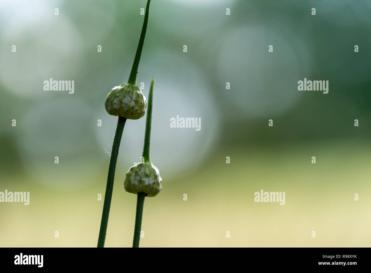 Common rush (Juncus effusus), buds and flowers, Close up with shallow depth of field and bokeh Stock Photo