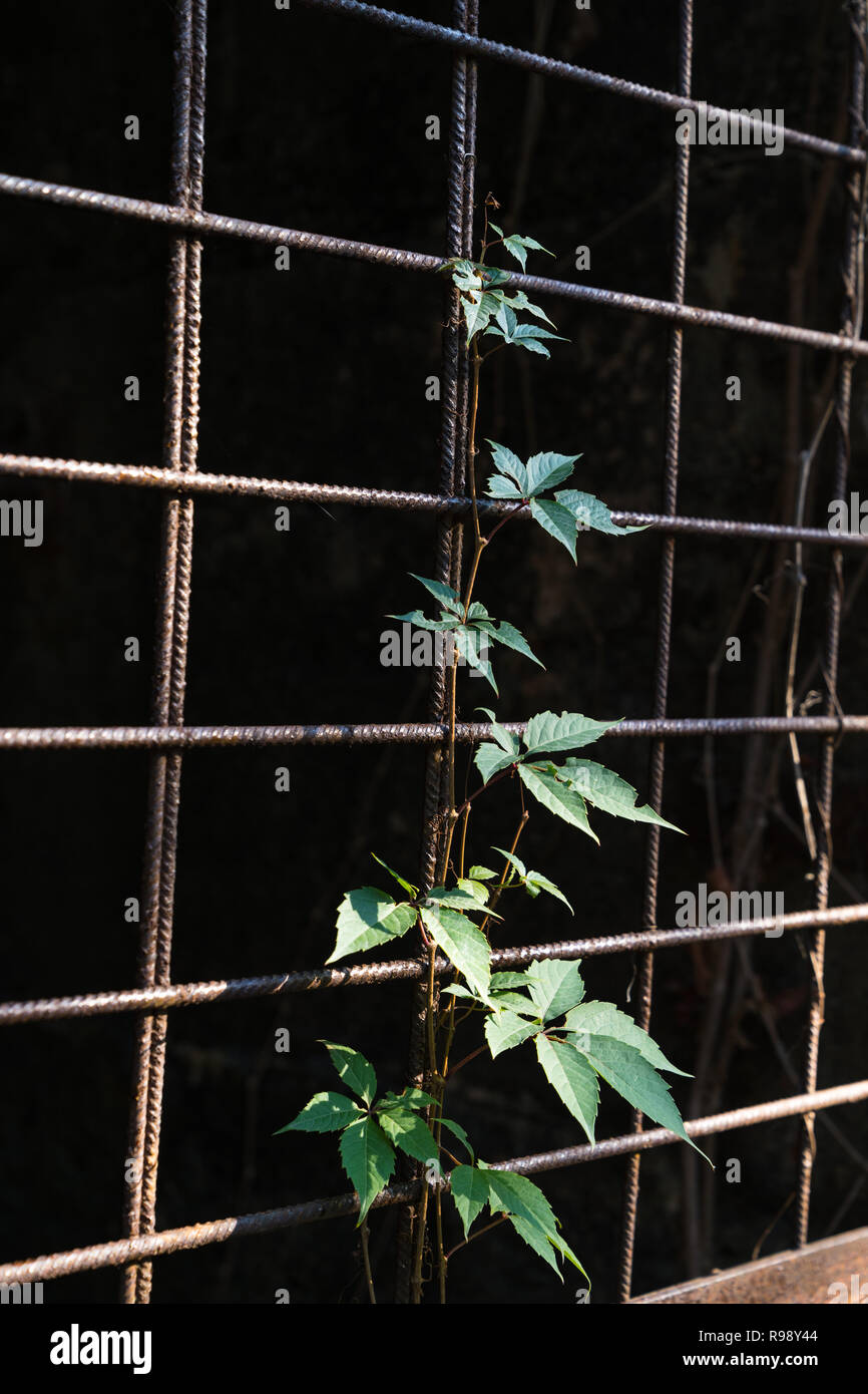 Victoria Creeper ( Parthenocissus quinquefolia ) climbing plant through a steel mesh fence at Duisburg Landschafts Park Germany Stock Photo