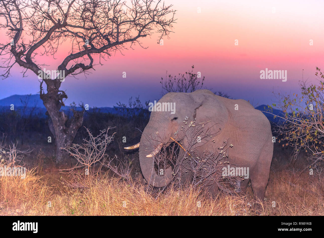 Beautiful landscape at sunset dusk light with African Elephant standing near the tree. Kruger National Park in South Africa. The Elephant is part of Big Five. Stock Photo