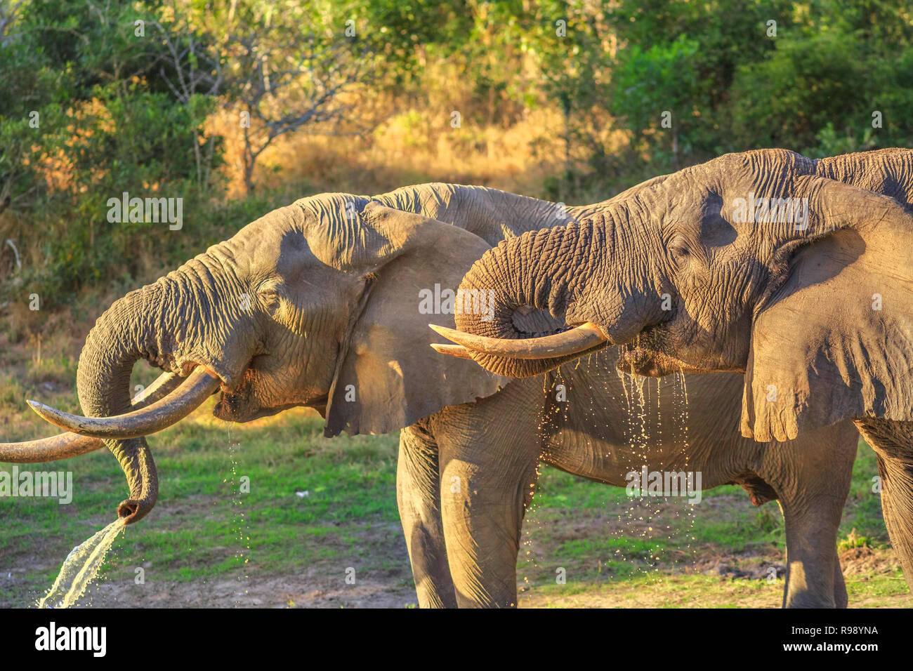 Closeup of two elephants drinking at a waterhole in Tembe Elephant Park, located in KwaZulu-Natal, South Africa, at the reserve between Zululand and Mozambique, home to Africa's largest elephants. Stock Photo