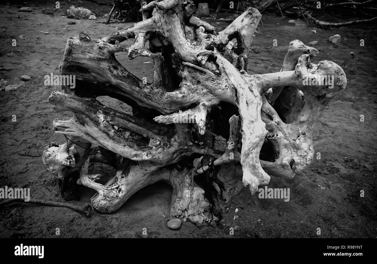 Flotsam on beach Black and White Stock Photos & Images - Alamy