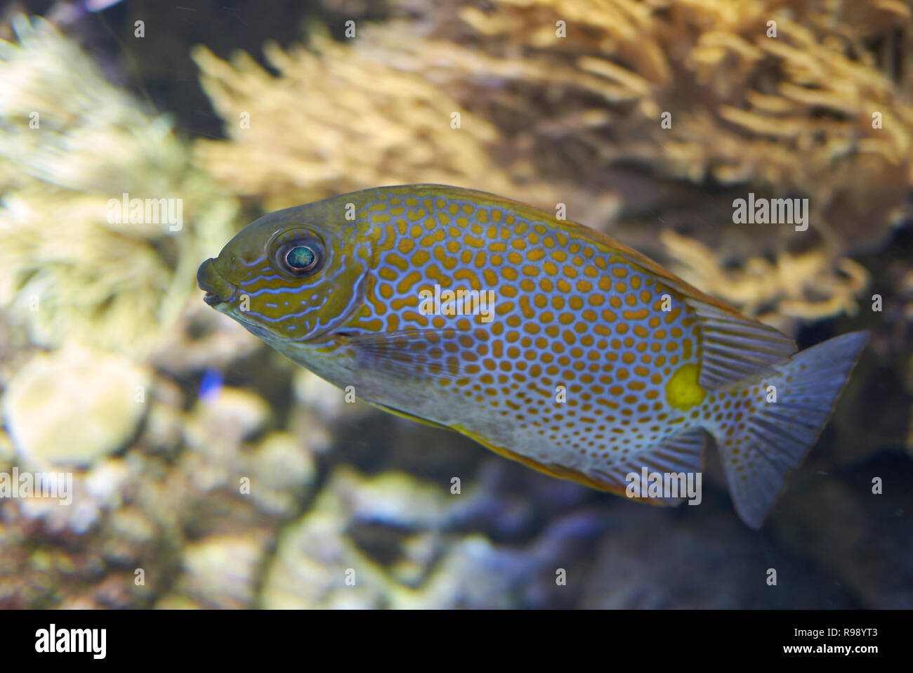 Copenhagen, Denmark - October 11, 2018 : View of Yellow Spot rabbitfish Stock Photo