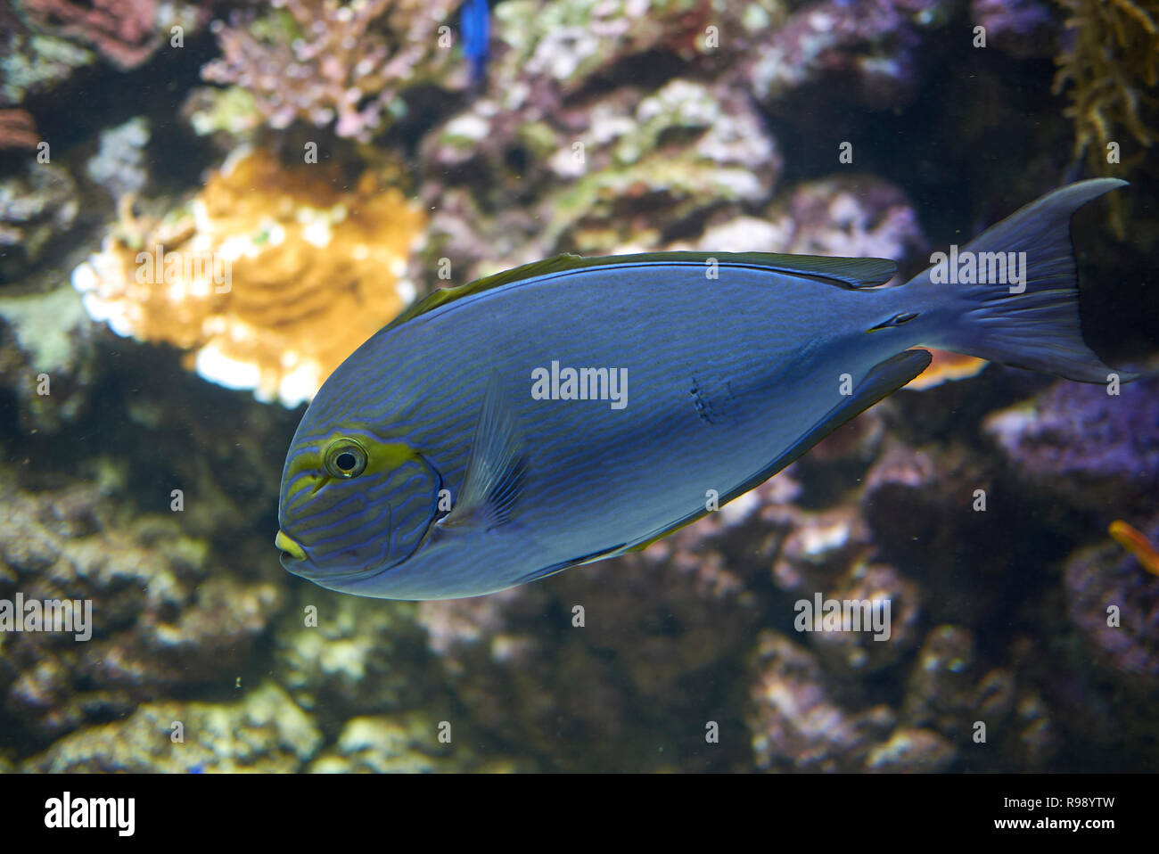 Copenhagen, Denmark - October 11, 2018 : View of a Acanthurus dussumieri Stock Photo