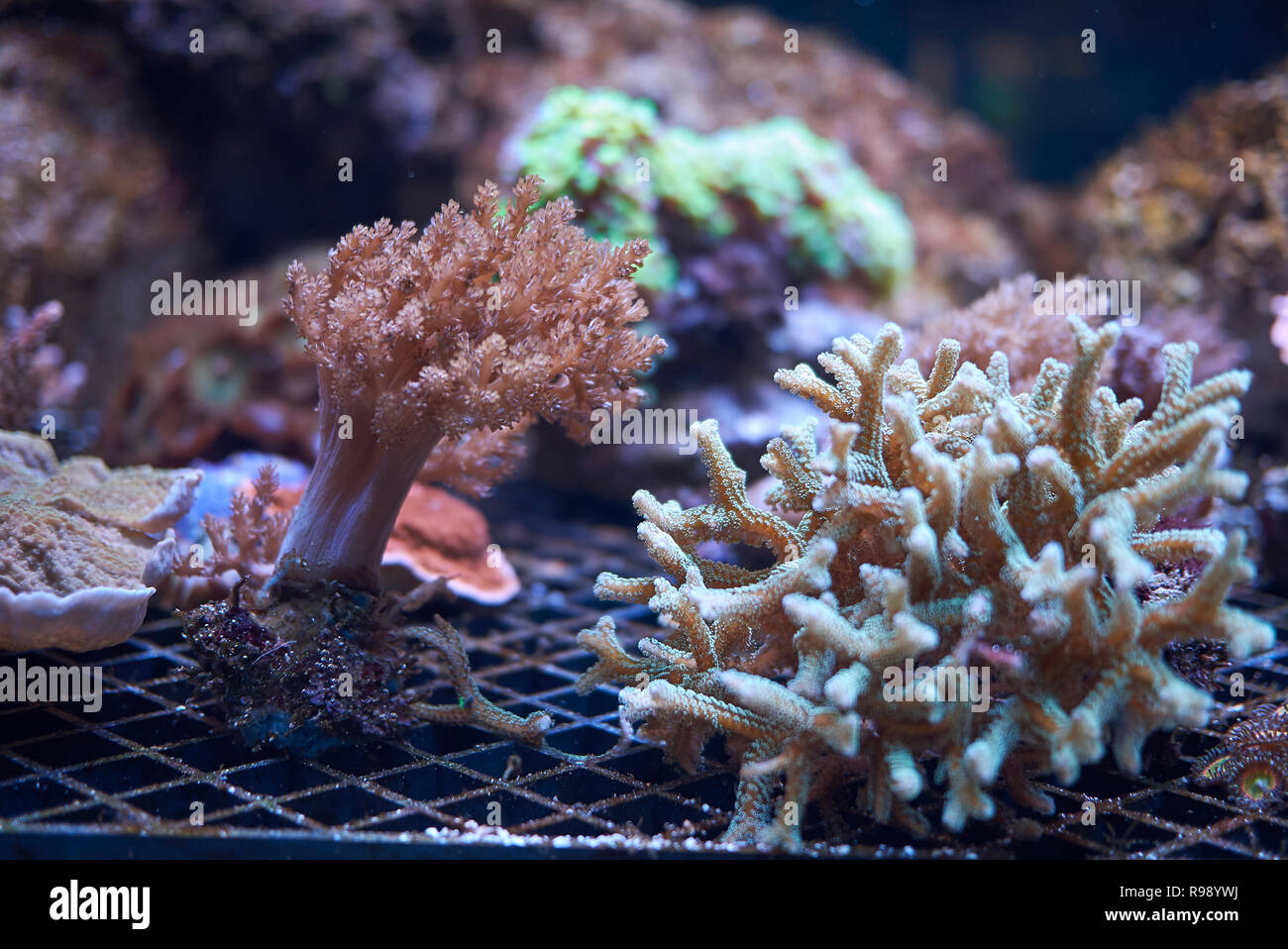 Copenhagen, Denmark - October 11, 2018 : View of  stony corals Stock Photo