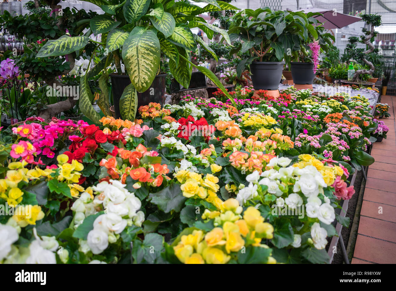 Various types of flowers images types of flowers 170 flower names