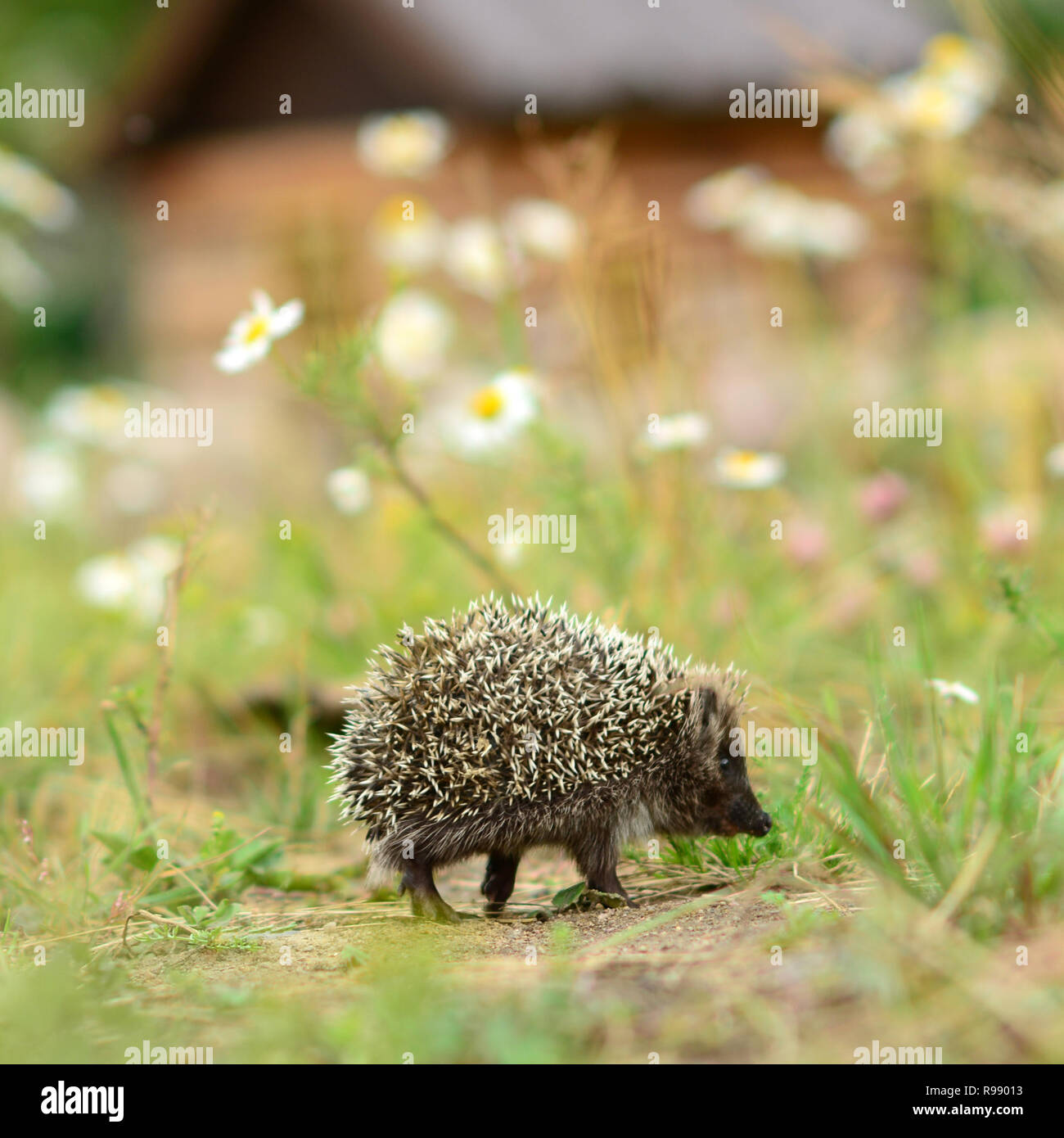 ежики гуляют