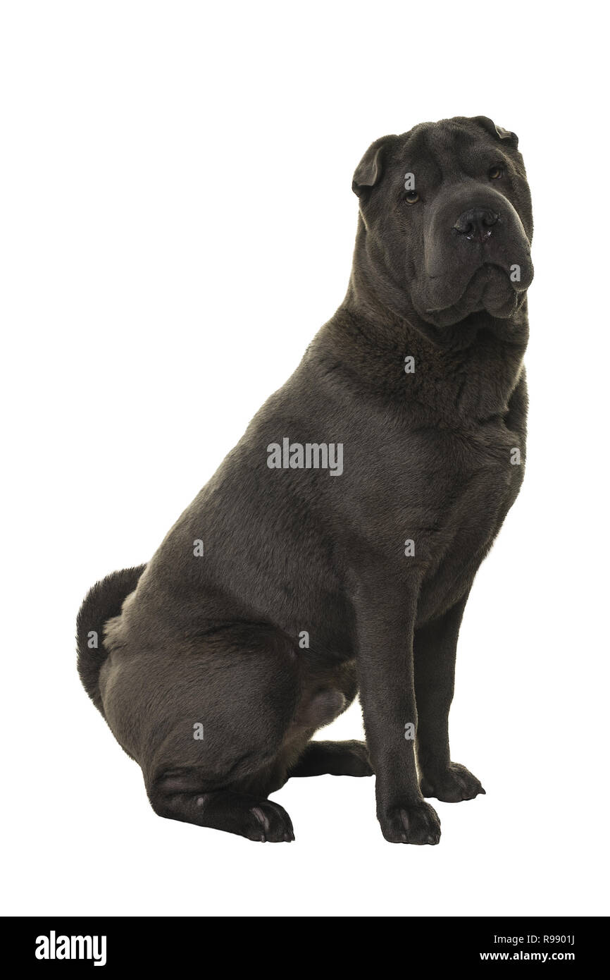 Sitting grey Shar Pei dog looking at the camera isolated on a white  background Stock Photo - Alamy